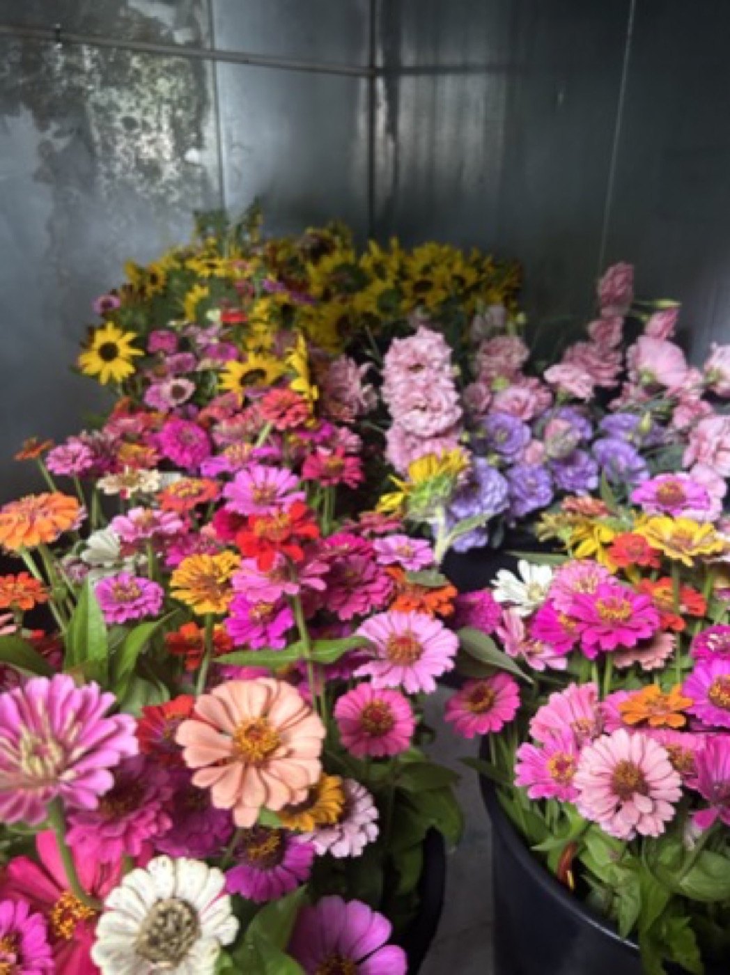 A fresh bouquet of pink and white flowers